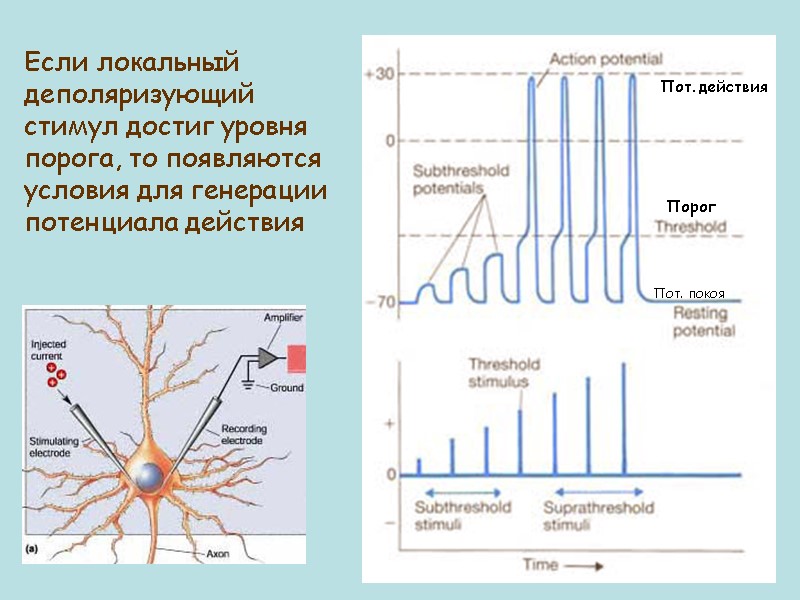 Если локальный деполяризующий стимул достиг уровня порога, то появляются условия для генерации потенциала действия